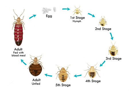 4stockvectorlifecycle207939199