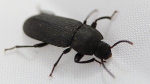 800px-Tenebrio_molitor_2566