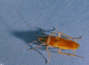 brow-banded cockroach