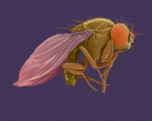drosophila