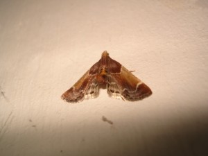 tignola della farina