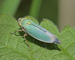 cicadella-lasiocarpae-vettore-xylella-fastidiosa
