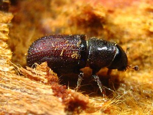 20130708_bark-beetle8_33