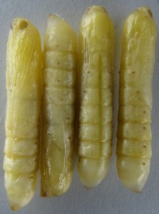 8 pupae