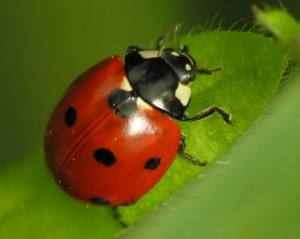 coccinella