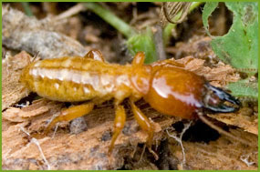 formosan_termites