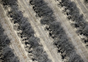 trees dyng