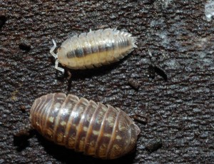 DSC_1292.jpg_20111214232338_DSC_1292