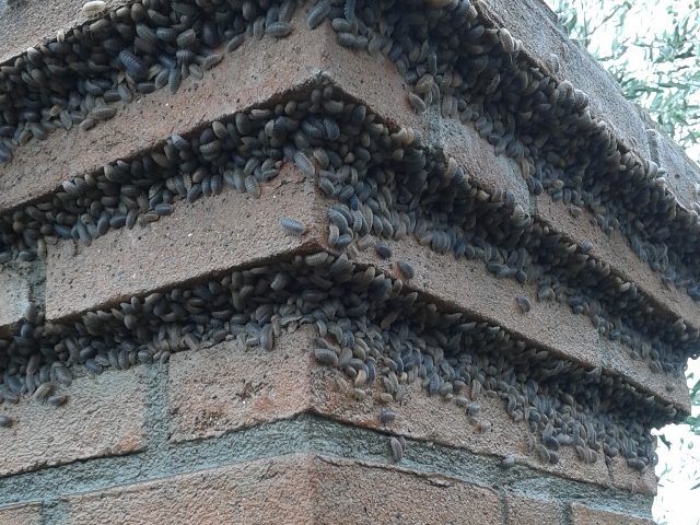 san_miniato_basso_porcellini_terra_19-10-2015-1