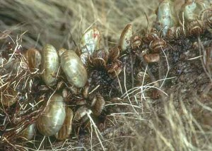 brown_dog_tick_picture