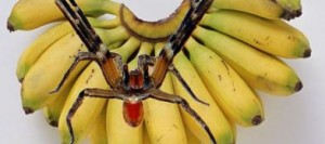 ragni delle banane-kk2H--398x174@Corriere-Web-Sezioni