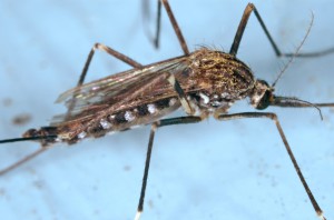 CDC_7959_Ochlerotatus_japonicus