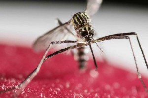 Zika-Mosquito