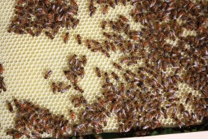 bees-1093264_960_720