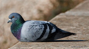 columba_livia_domestica_feral_pigeon_001