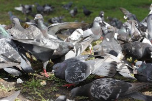 pigeons-1029602_960_720