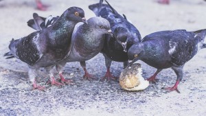 pigeons-1208334_960_720