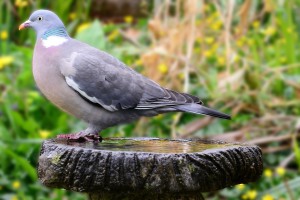 woodpigeon-313174_960_720