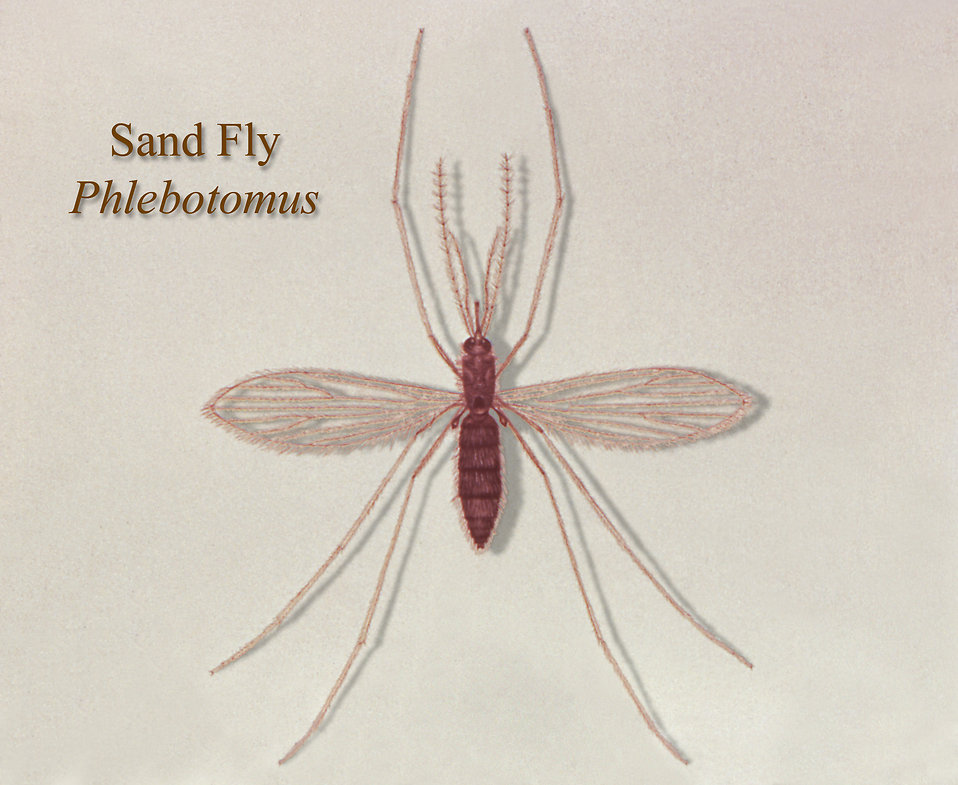 15423-illustration-of-a-sand-fly-pv