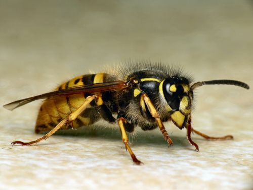 2 Common_Wasp_(Vespula_(Paravespula)_vulgaris)_(8654391297)