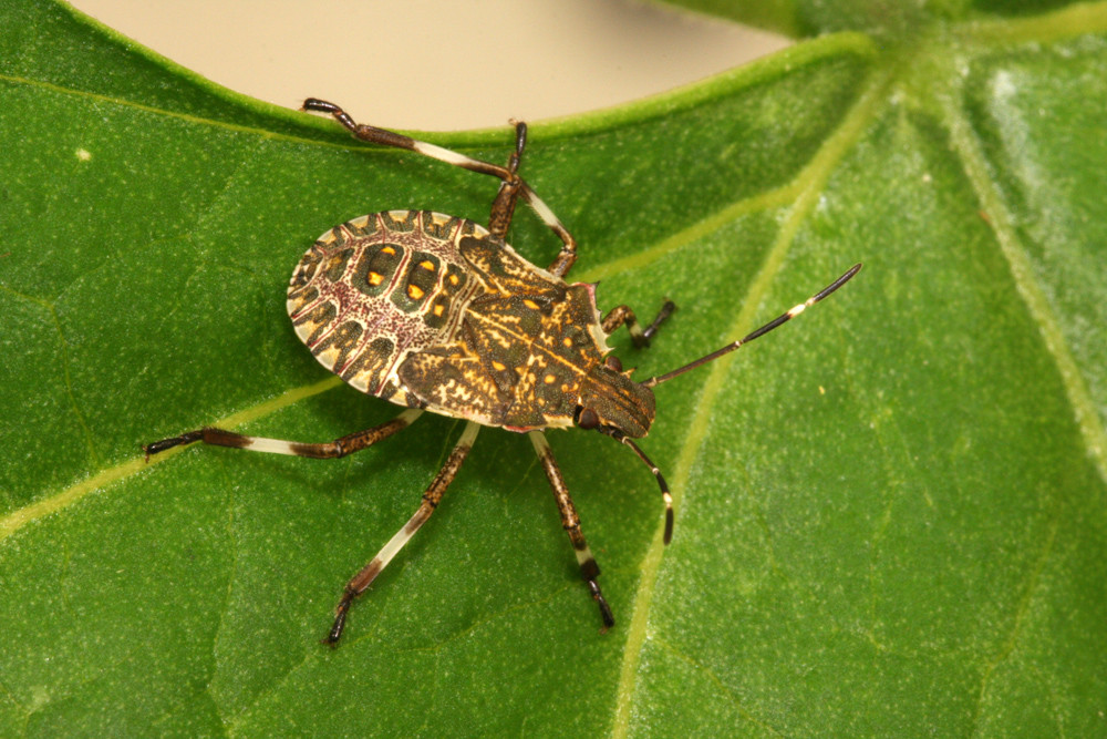 2 Halyomorpha_halys_nymph_lab