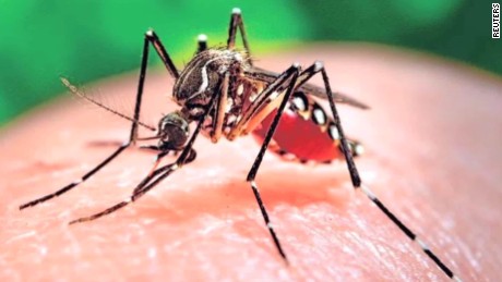 160128185001-zika-mutant-male-mosquitos-mclaughlin-pkg-00020830-large-169