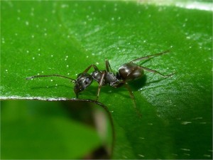 1024px-lasius_niger_schwarze_wegameise