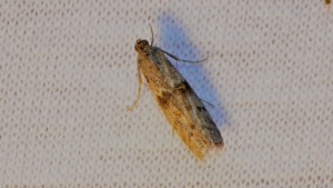 _6020_-_ephestia_kuehniella_-_mediterranean_flour_moth_9984047955
