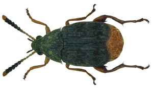 acanthoscelides_obtectus_say_1831