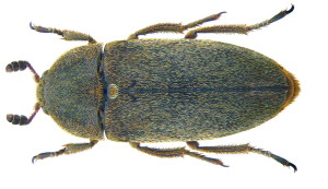 dermestes_maculatus_degeer_1774