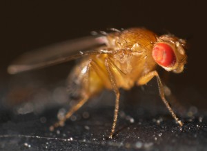 drosophila_melanogaster
