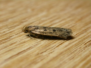 hofmannophila_pseudospretella_3_1