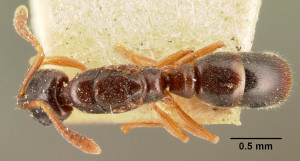 hypoponera_punctatissima_indifferens_casent0101793_dorsal_1