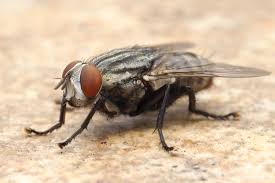 musca-domestica