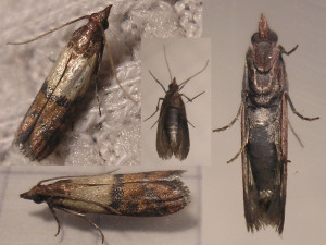 plodia_interpunctella_collage