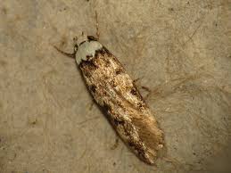 endrosis-sarcitrella