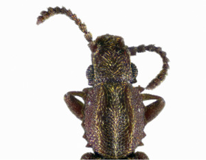 oryzaephilus-mercator