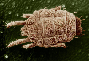 2-yellow_mite_tydeidae_lorryia_formosa
