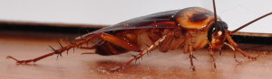 4 Cockroach-close-up-right-front