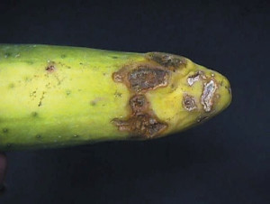 rhizoctonia_solani