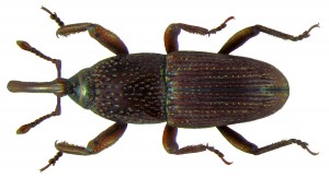 Sitophilus_granarius_(Linné,_1758)