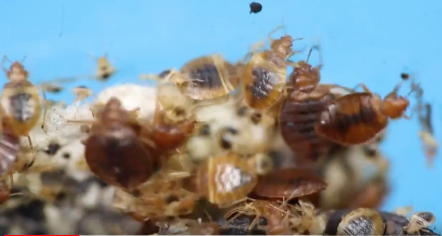 Schermata 2018-05-29 alle 17.27.41