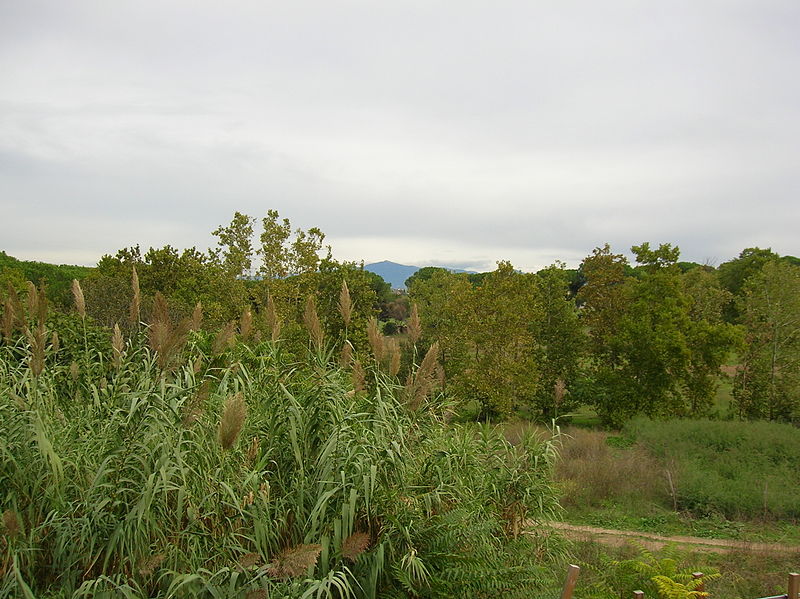 800px-Parco_urbano_di_Aguzzano_1