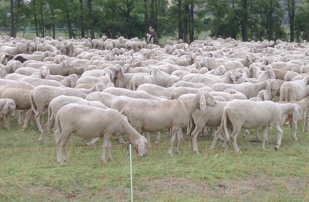 PECORE-SHEEPS-CORDEIROS-01