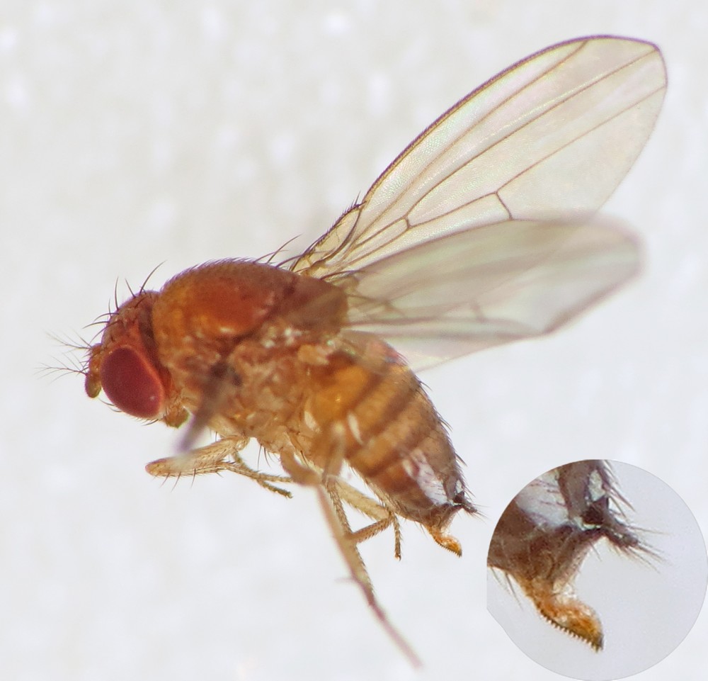Spotted-wing_Drosophila_(Drosophila_suzukii)_female_(15195497409)