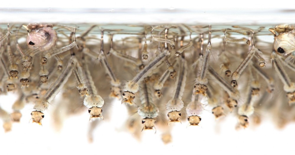 shutterstock_172146710_cmyk_mini