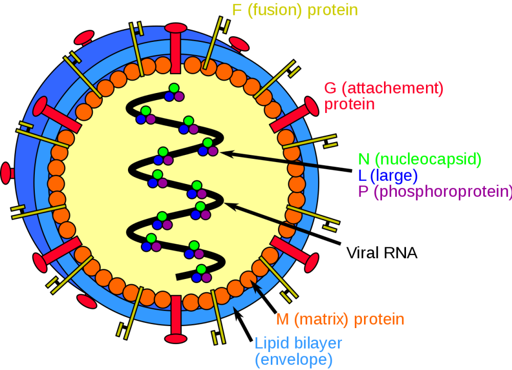 1280px-Henipavirus_structure.svg