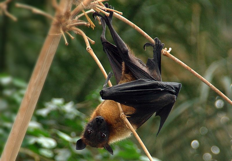 800px-Pteropus_giganteus_fg01