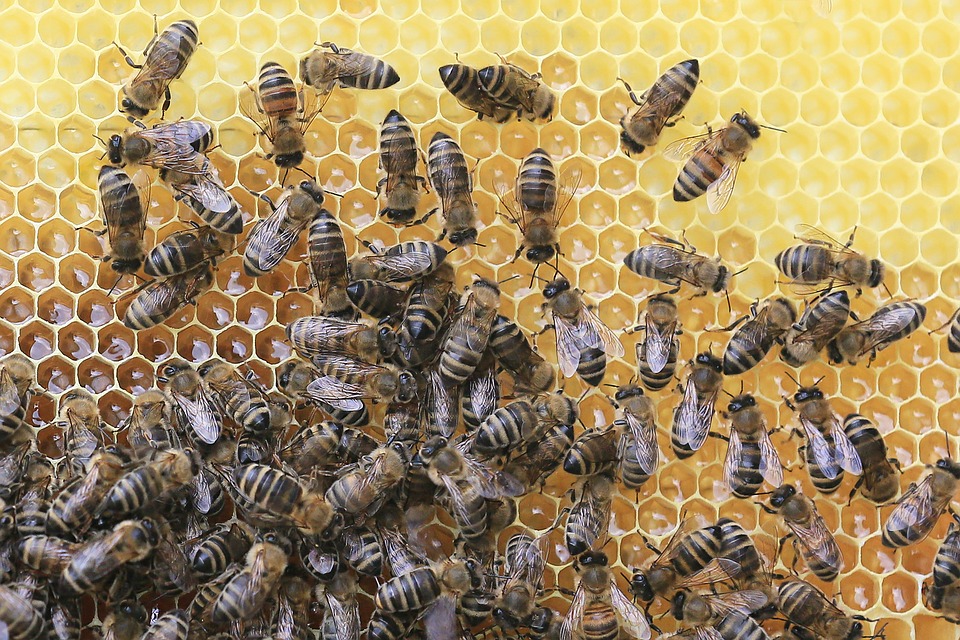 bees-2438361_960_720