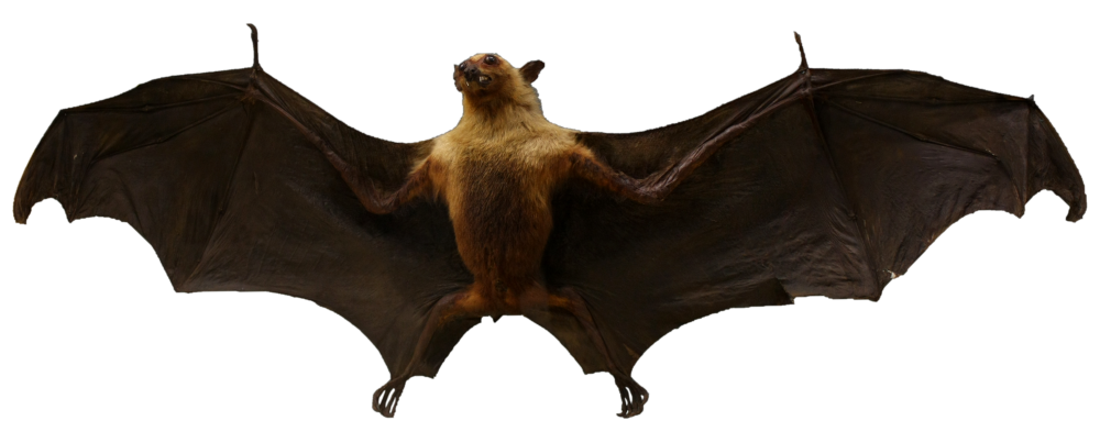 Chiroptera_-_Zoological_Museum_Liège-1000x393
